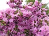 В Саяно-Шушенском заповеднике цветет рододендрон Ледебура